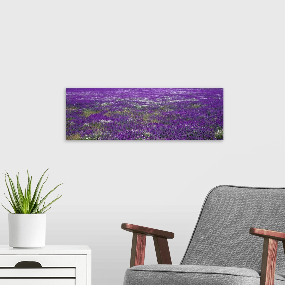 A modern room featuring Panoramic photograph on a big wall hanging of a vast field of purple wildflowers in Planicies, Po...
