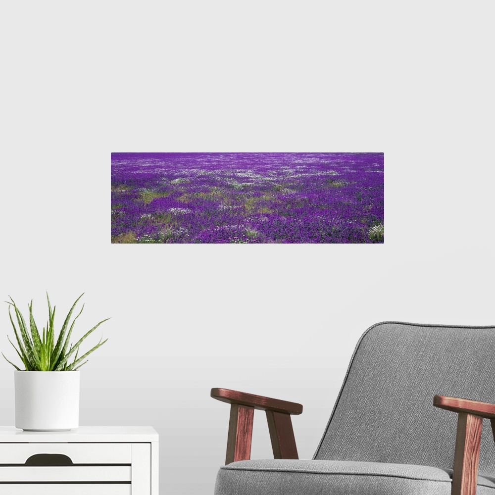 A modern room featuring Panoramic photograph on a big wall hanging of a vast field of purple wildflowers in Planicies, Po...