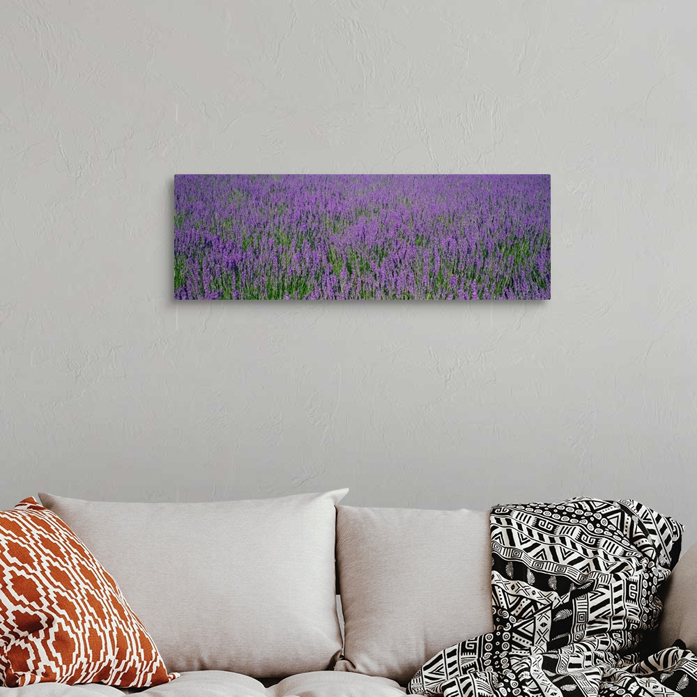 A bohemian room featuring Panoramic photo print of a field of flowers.