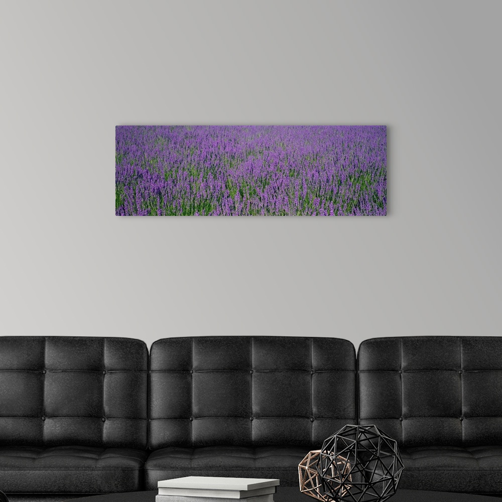 A modern room featuring Panoramic photo print of a field of flowers.