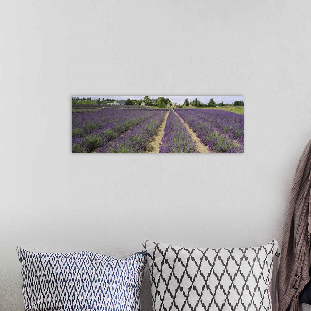 A bohemian room featuring Field of lavender, Jardin Du Soleil, Sequim, Clallam County, Washington State