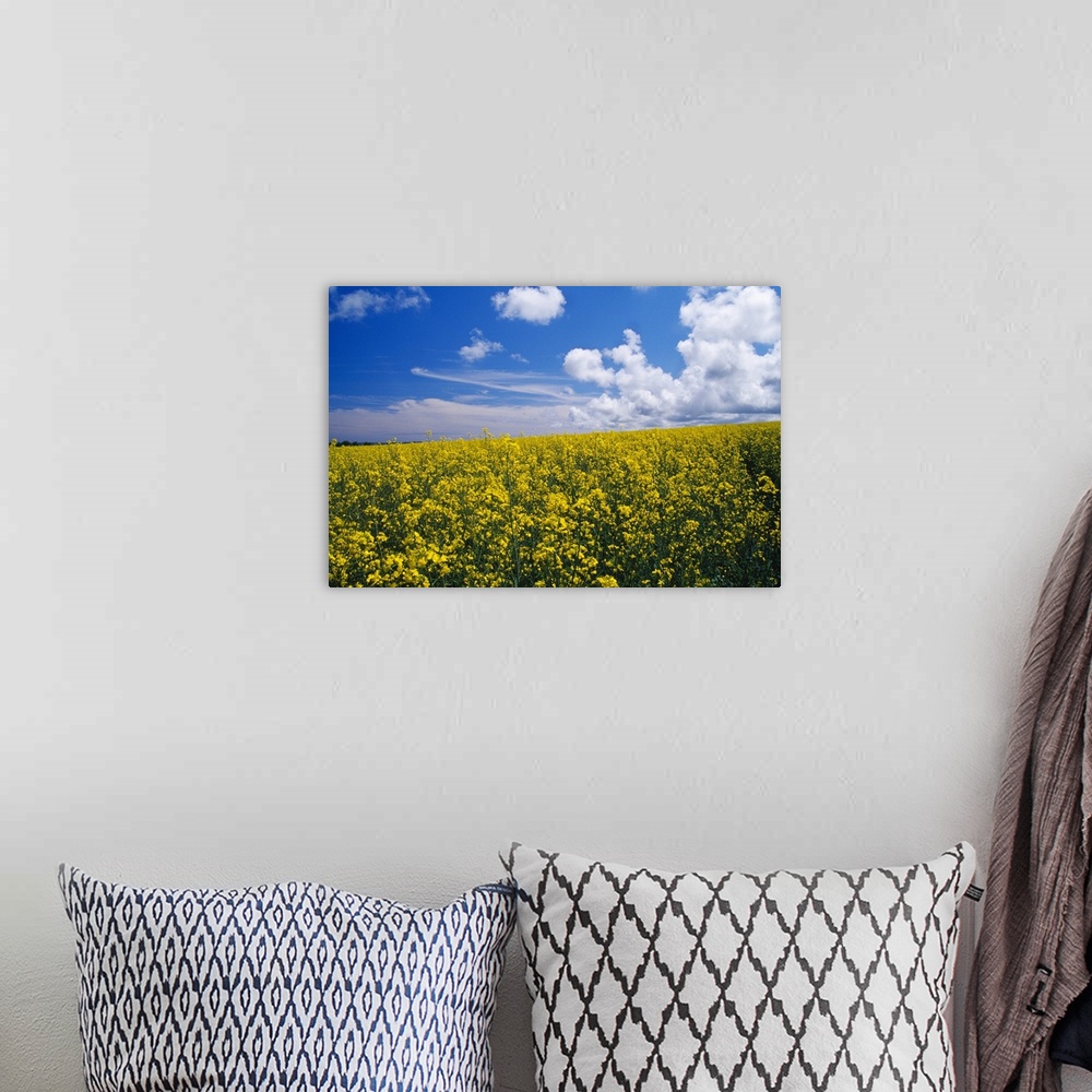A bohemian room featuring Field of oilseed rape or canola in bloom, England.