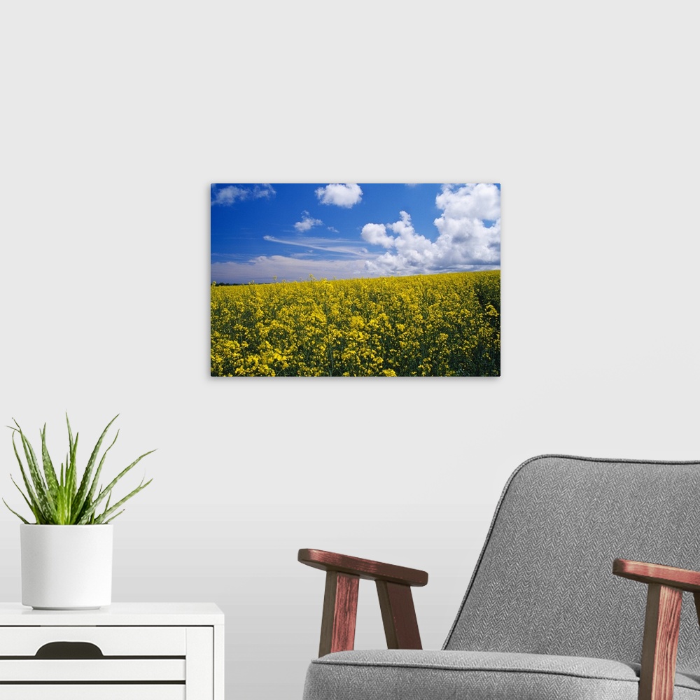 A modern room featuring Field of oilseed rape or canola in bloom, England.
