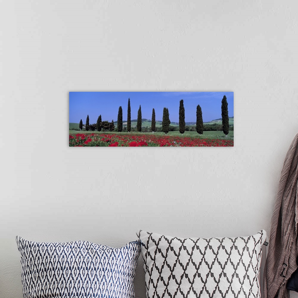 A bohemian room featuring Oversized horizontal photograph of a row of cypress trees, growing behind a poppy field.  Hills i...