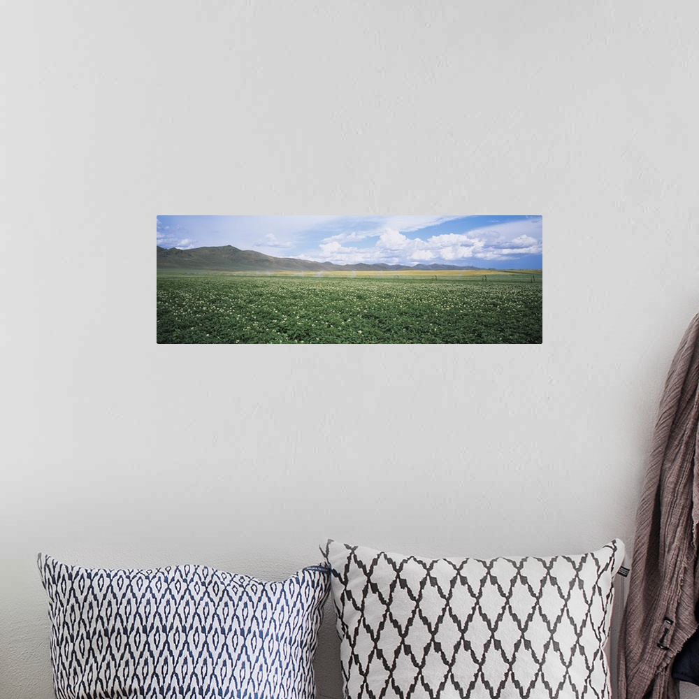 A bohemian room featuring Field of potato crops, Idaho