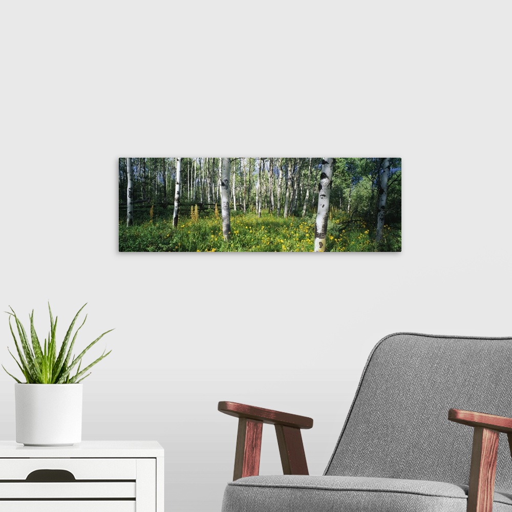 A modern room featuring Panoramic photograph of forest with wooden fence running through it and thick lush undergrowth.