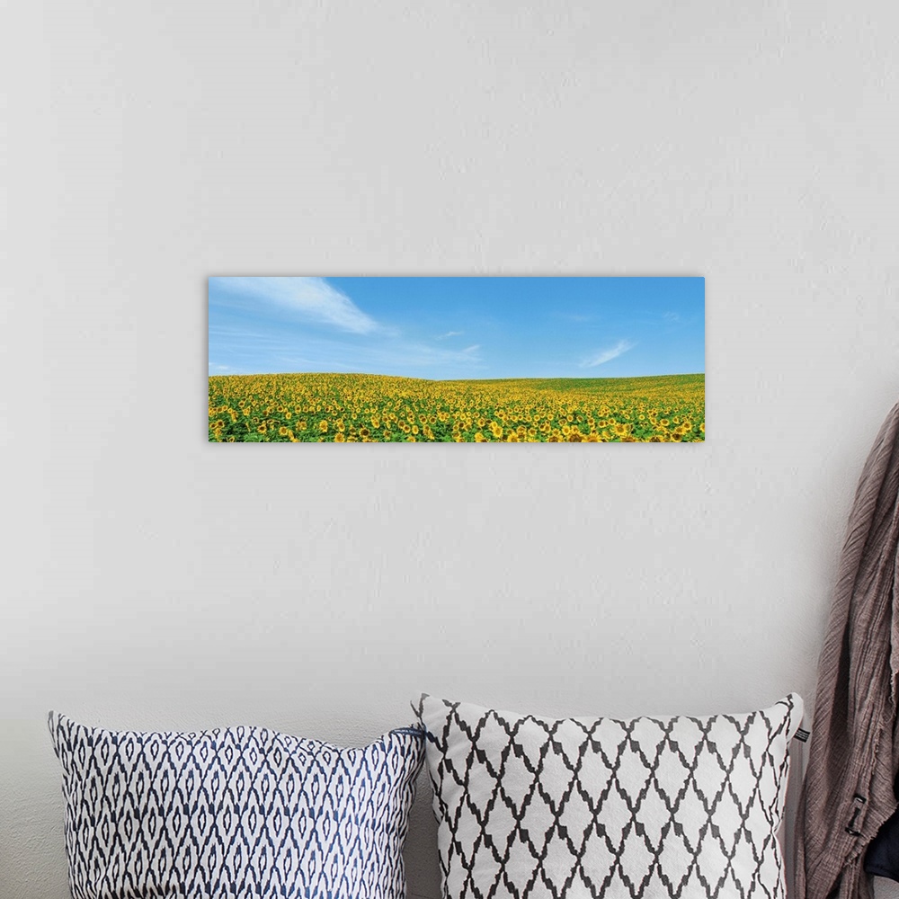 A bohemian room featuring Field of sunflower with blue sky