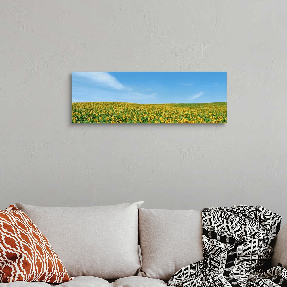 A bohemian room featuring Field of sunflower with blue sky