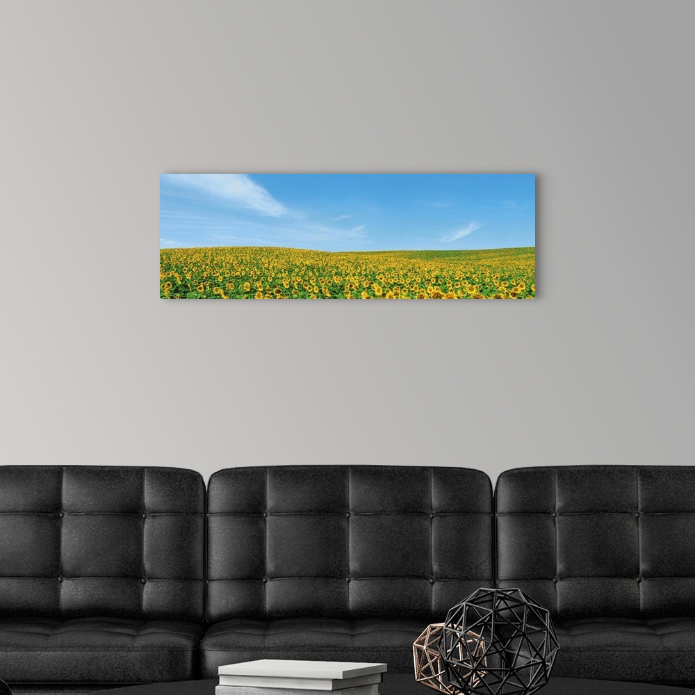 A modern room featuring Field of sunflower with blue sky