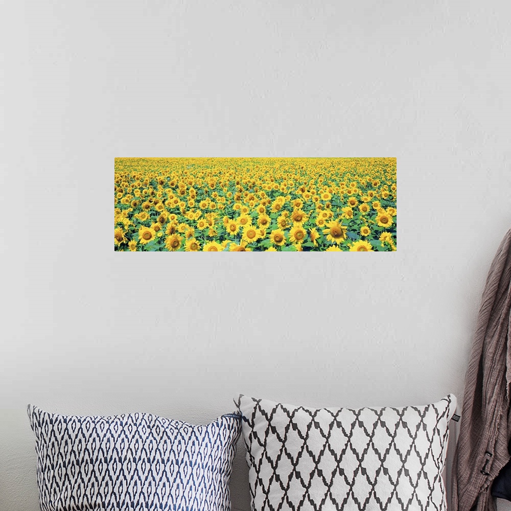 A bohemian room featuring Field of Sunflowers