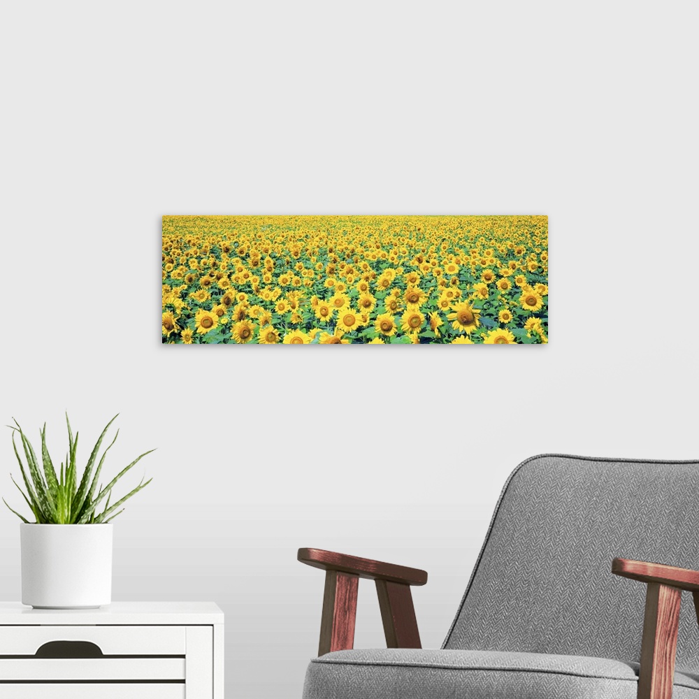 A modern room featuring Field of Sunflowers