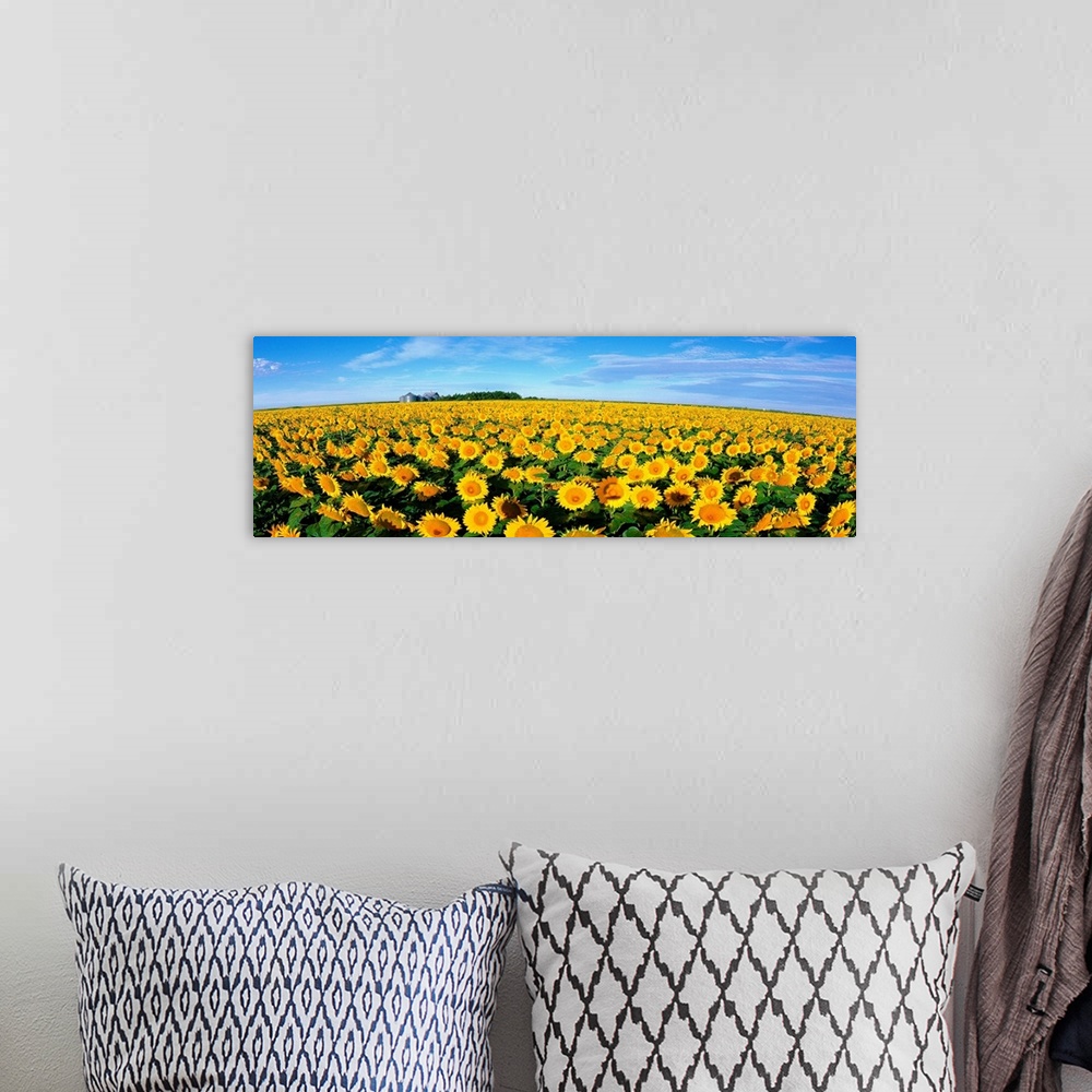 A bohemian room featuring This wall art is a wide angle photograph of an endless crop of sunny flowers on panoramic shaped ...