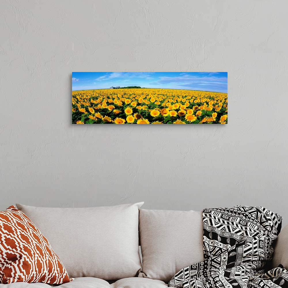 A bohemian room featuring This wall art is a wide angle photograph of an endless crop of sunny flowers on panoramic shaped ...