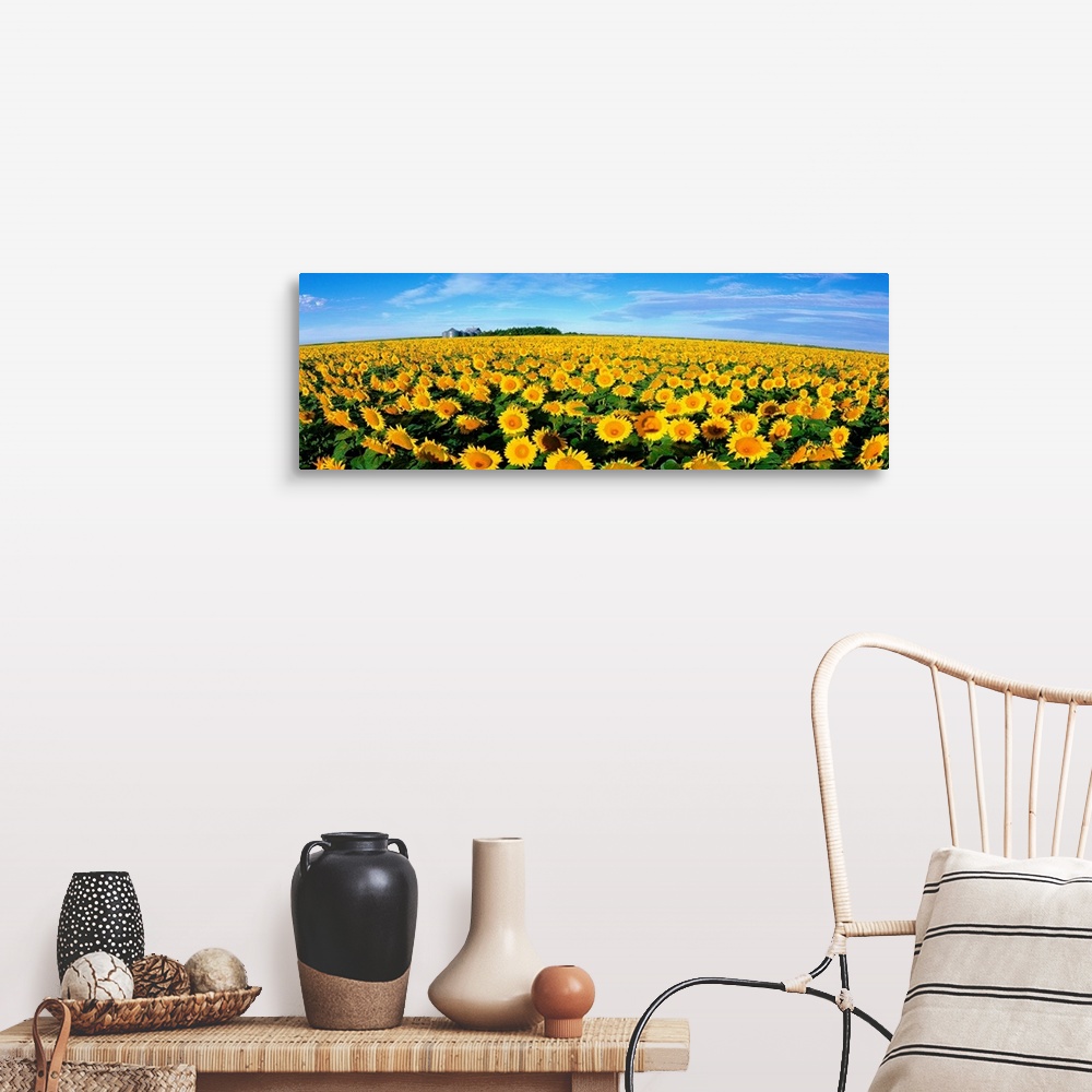 A farmhouse room featuring This wall art is a wide angle photograph of an endless crop of sunny flowers on panoramic shaped ...