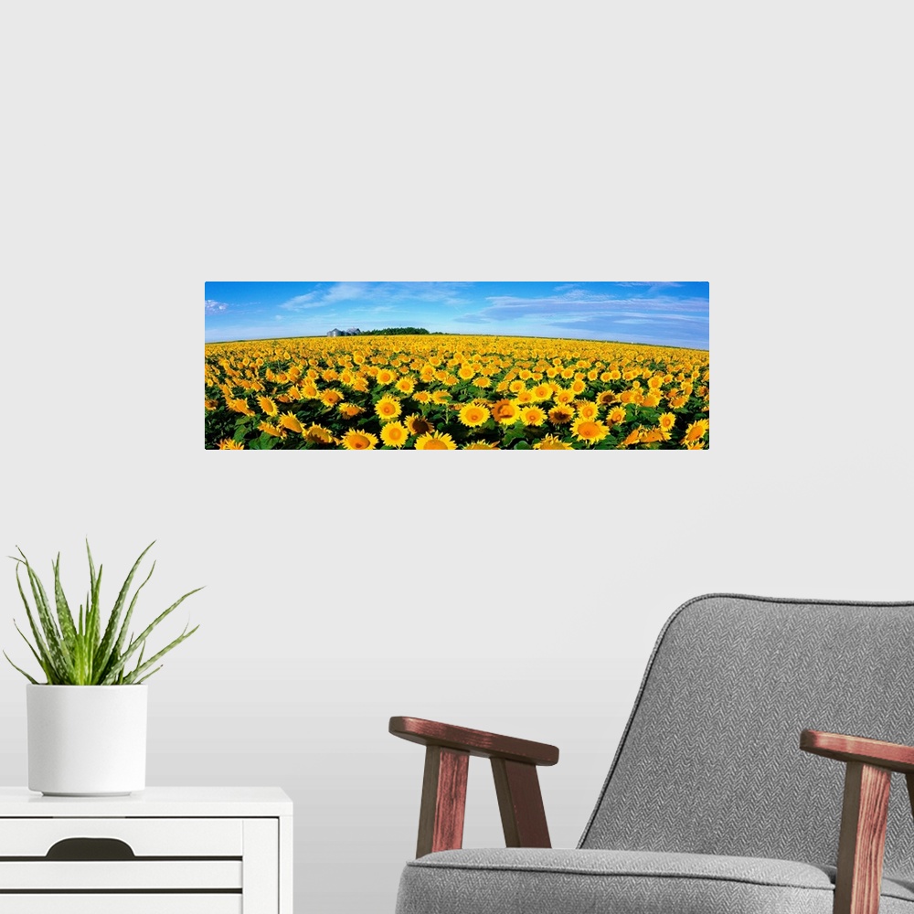 A modern room featuring This wall art is a wide angle photograph of an endless crop of sunny flowers on panoramic shaped ...