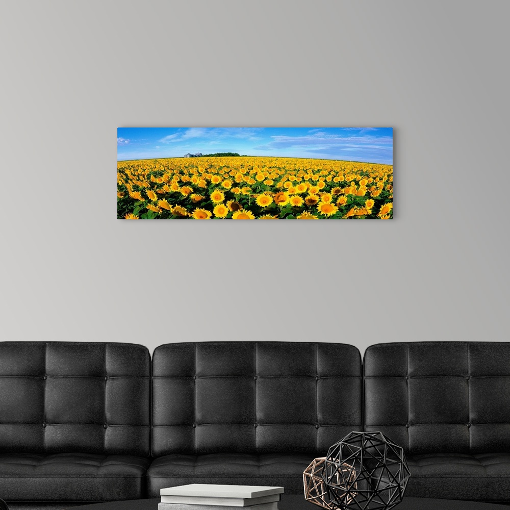 A modern room featuring This wall art is a wide angle photograph of an endless crop of sunny flowers on panoramic shaped ...