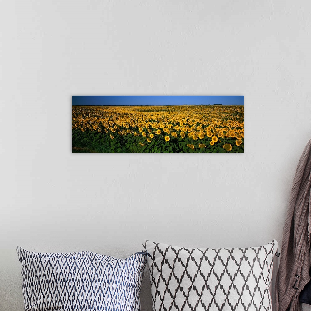 A bohemian room featuring Field of Sunflowers ND