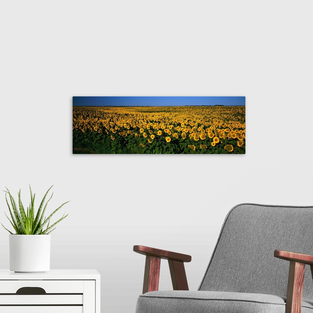 A modern room featuring Field of Sunflowers ND