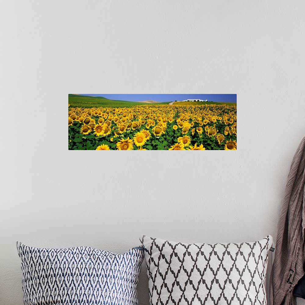 A bohemian room featuring Field of Sunflowers near Cordoba Andalusia Spain