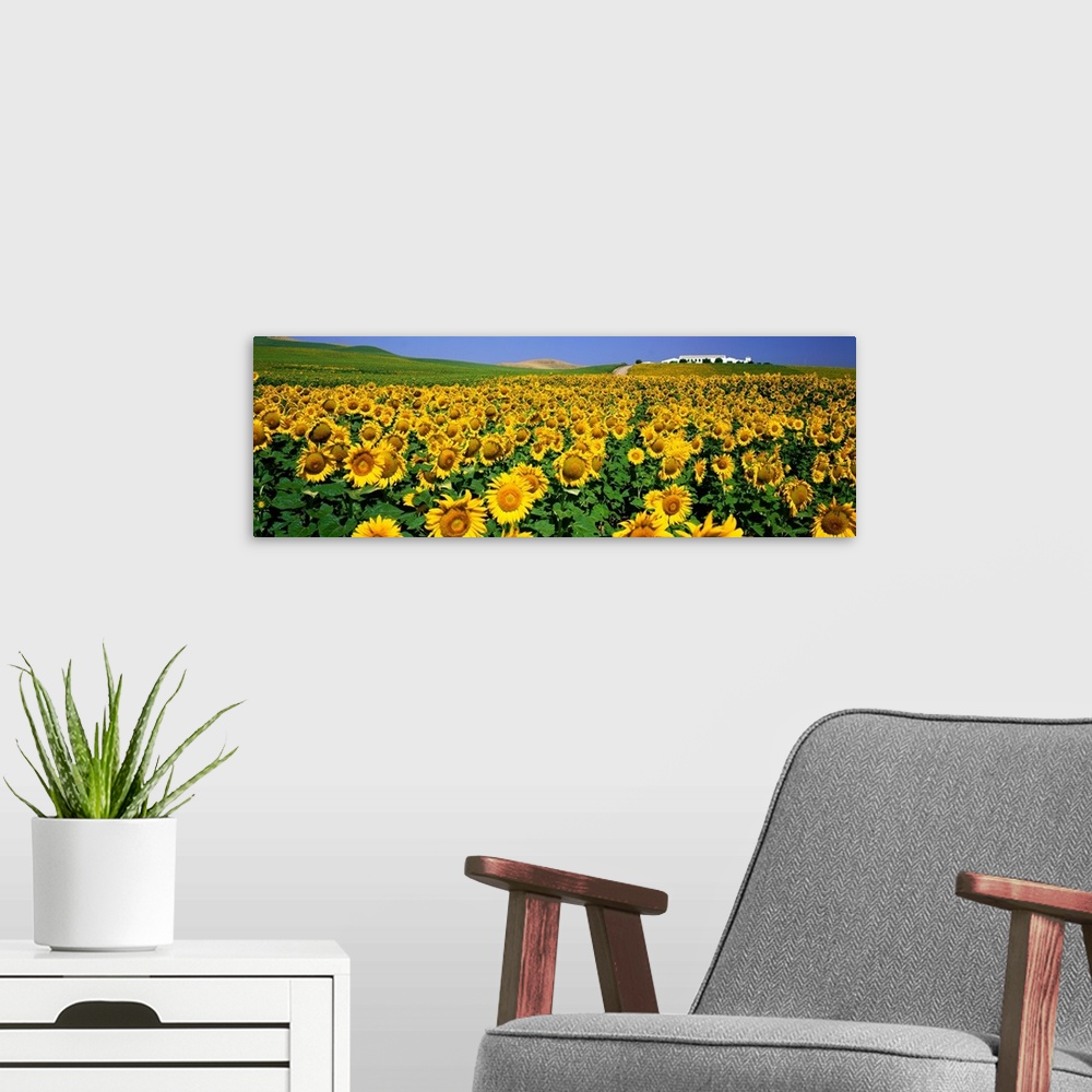 A modern room featuring Field of Sunflowers near Cordoba Andalusia Spain