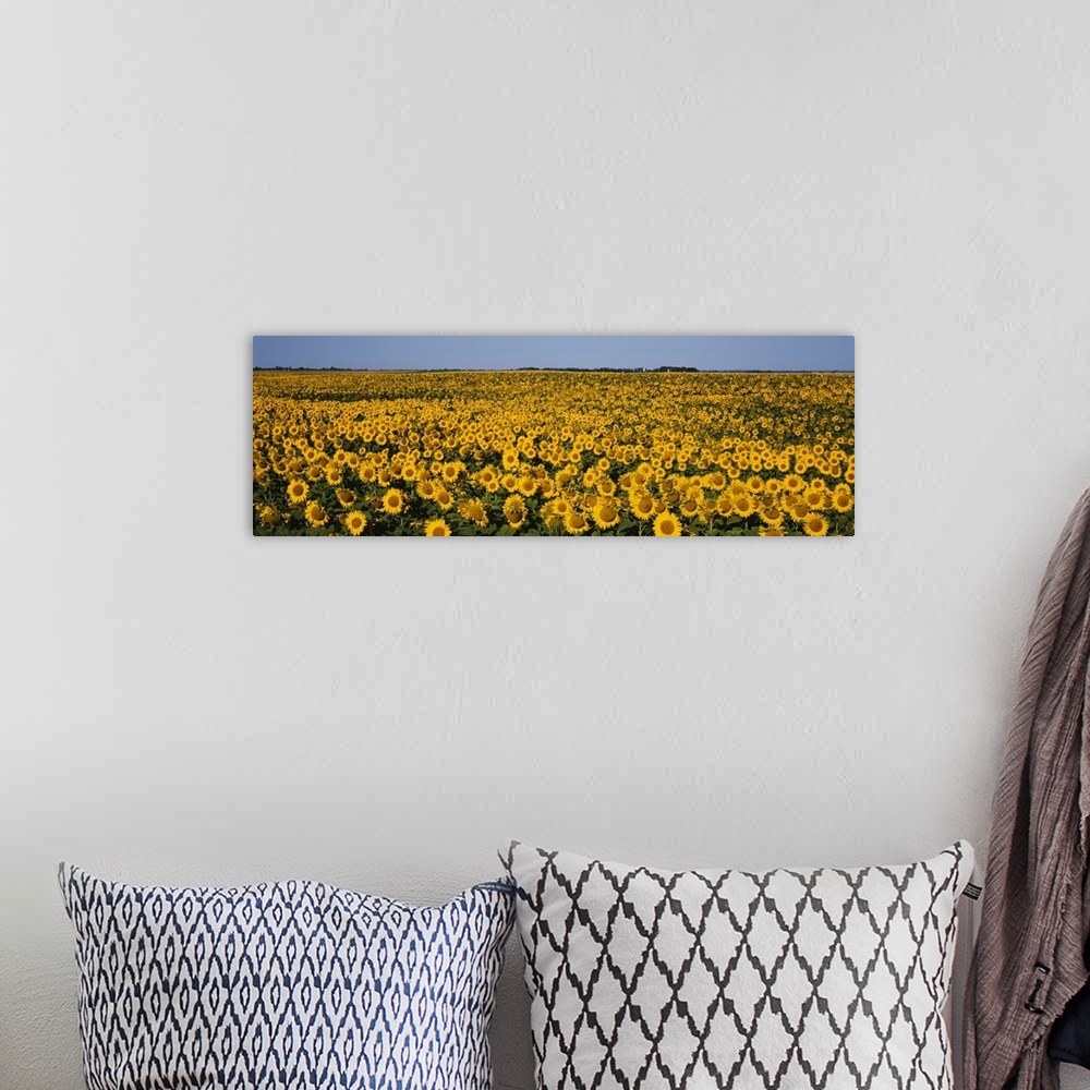 A bohemian room featuring Field Of Sunflowers, North Dakota