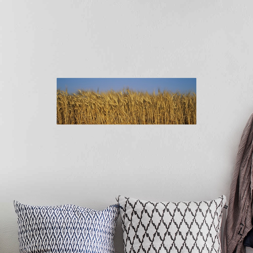 A bohemian room featuring Field of Wheat, France