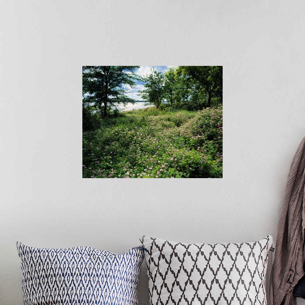 A bohemian room featuring Field of wild clover blooming beside Saylorville Lake, Iowa