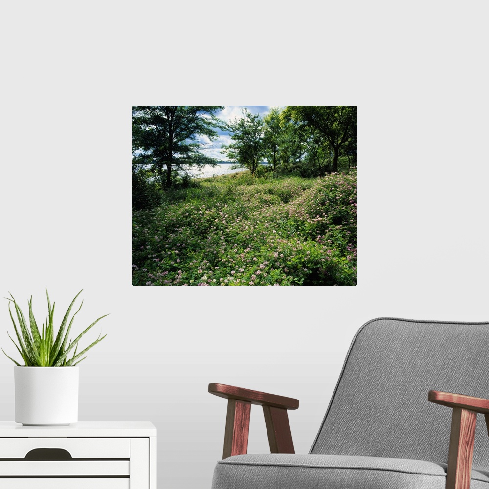A modern room featuring Field of wild clover blooming beside Saylorville Lake, Iowa