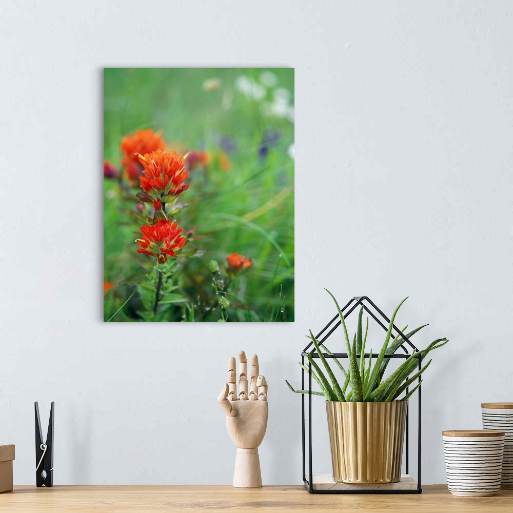 A bohemian room featuring Closeup photograph of an Indian Paintbrush in bloom in a field of flowers.