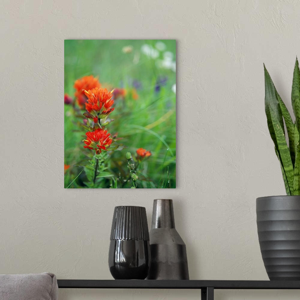 A modern room featuring Closeup photograph of an Indian Paintbrush in bloom in a field of flowers.