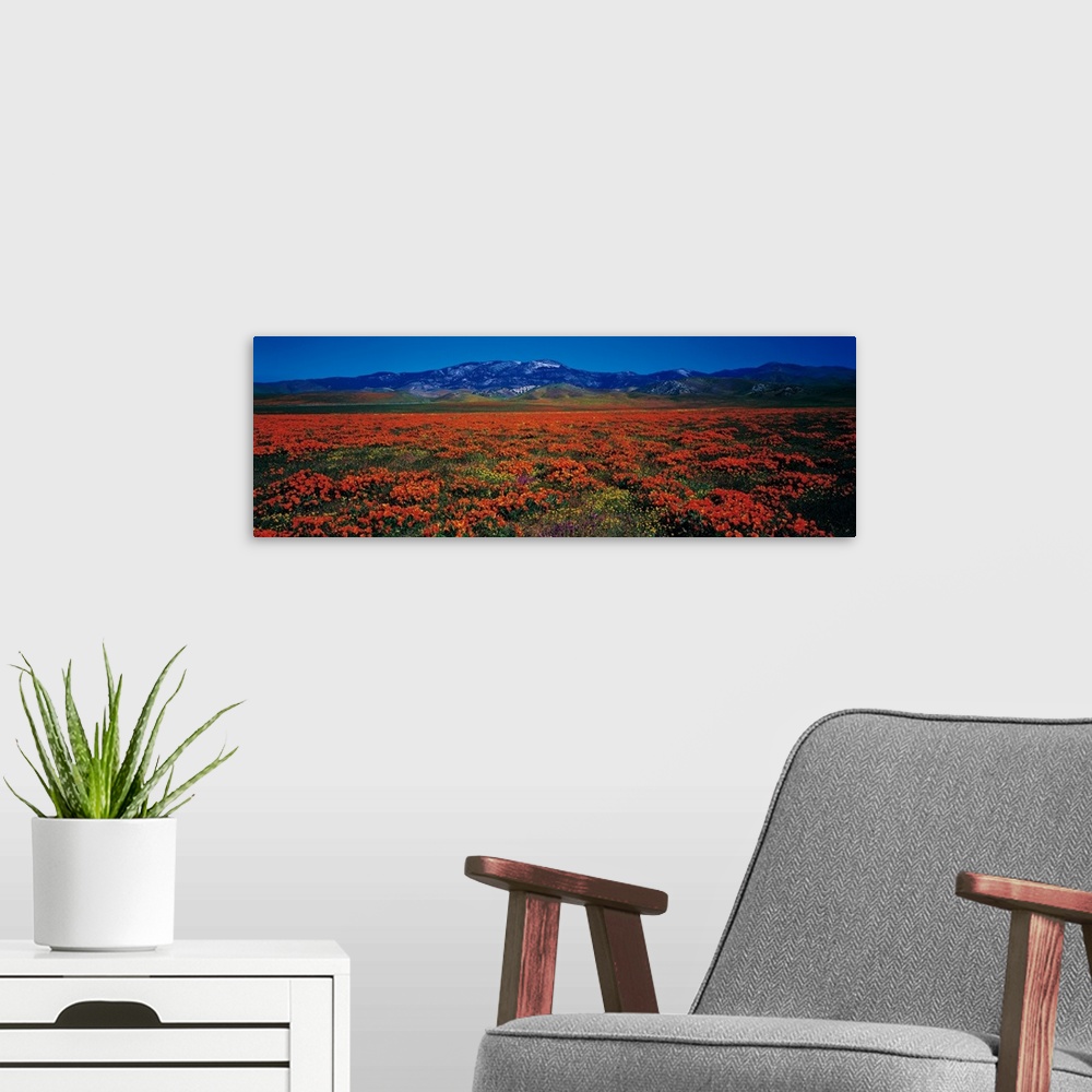A modern room featuring Field Poppy Flowers Antelope Valley CA