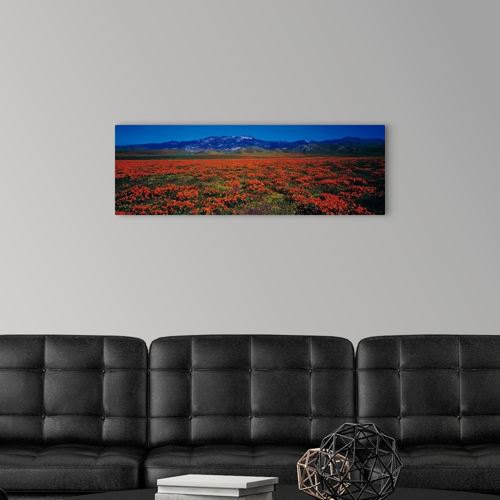 A modern room featuring Field Poppy Flowers Antelope Valley CA