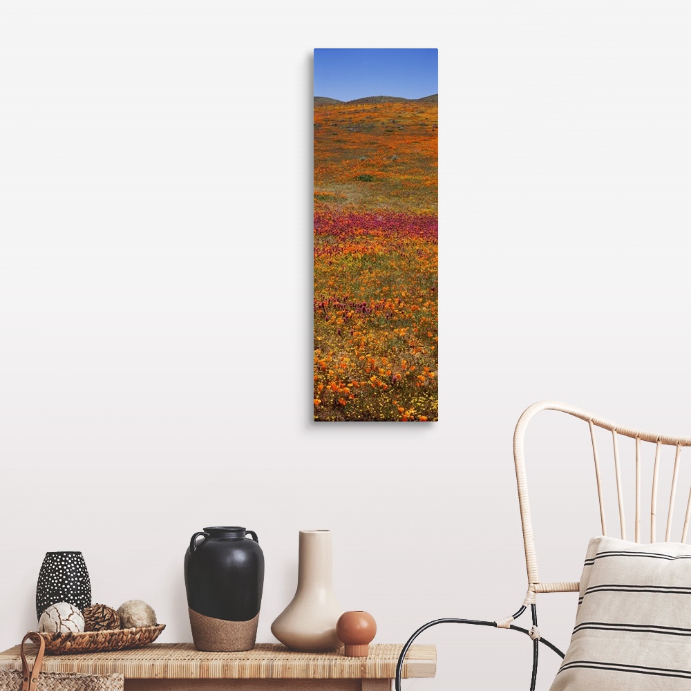 A farmhouse room featuring Field Poppy Reserve Mojave Desert CA