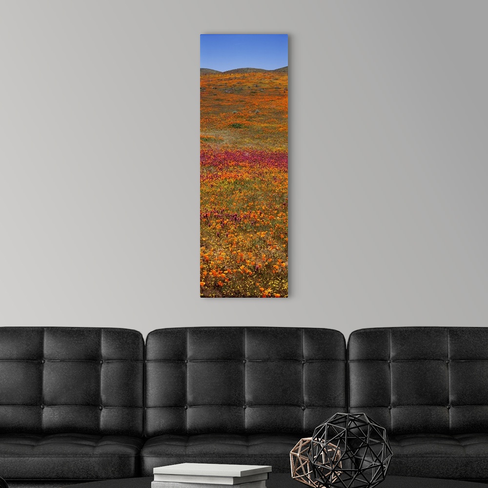 A modern room featuring Field Poppy Reserve Mojave Desert CA