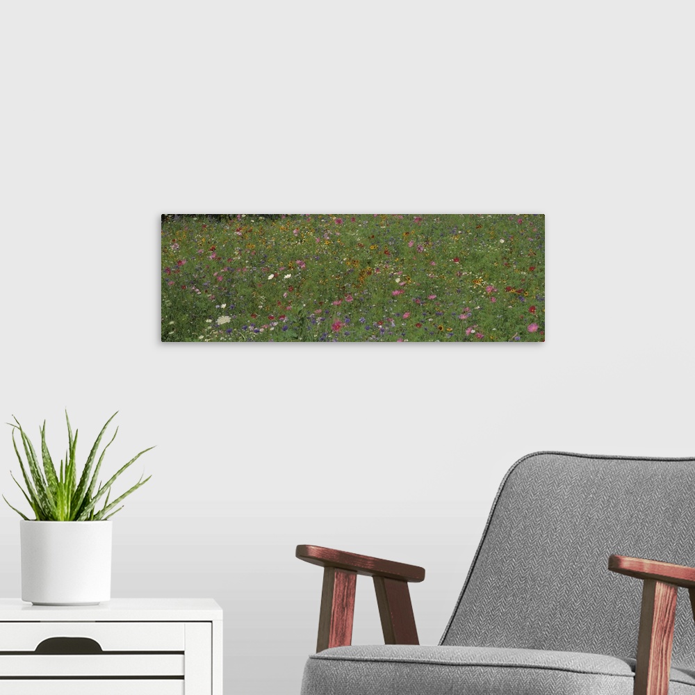 A modern room featuring Field Wildflowers Shelburne VT