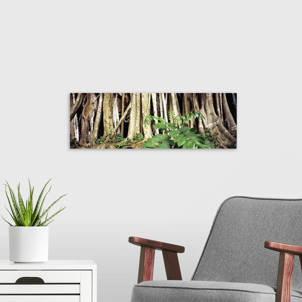 A modern room featuring Fig tree roots, Waimea Valley, Oahu, Hawaii