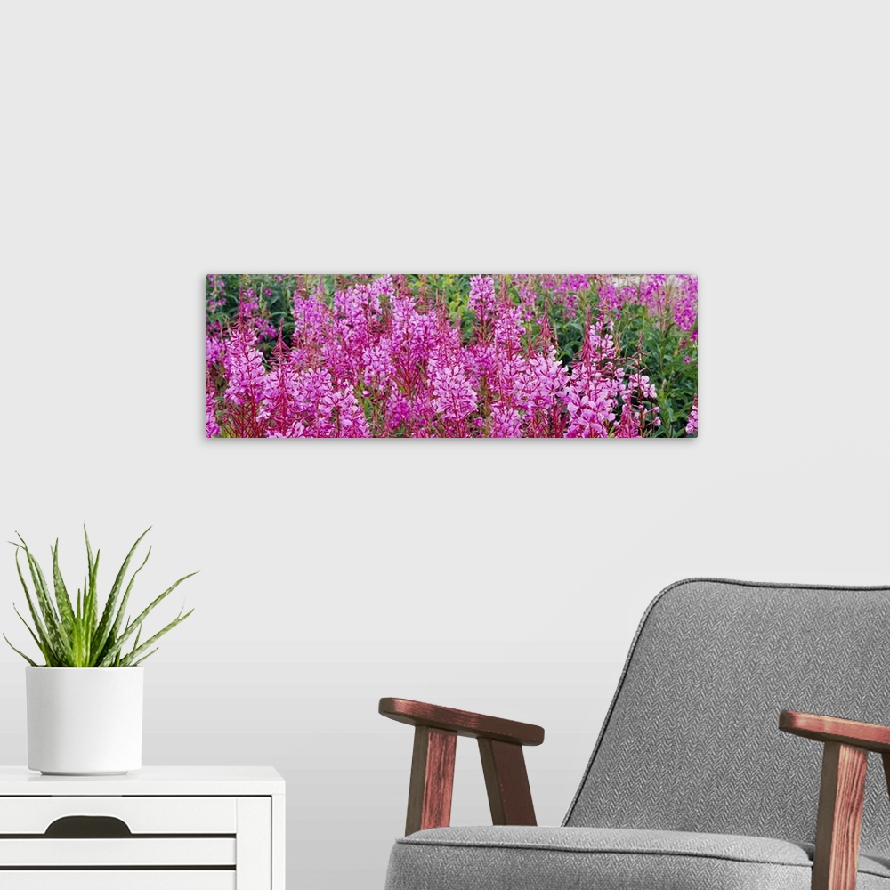 A modern room featuring Fireweed AK