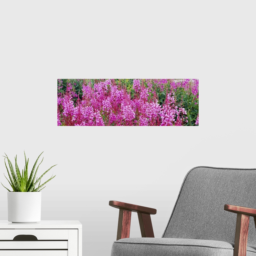 A modern room featuring Fireweed AK