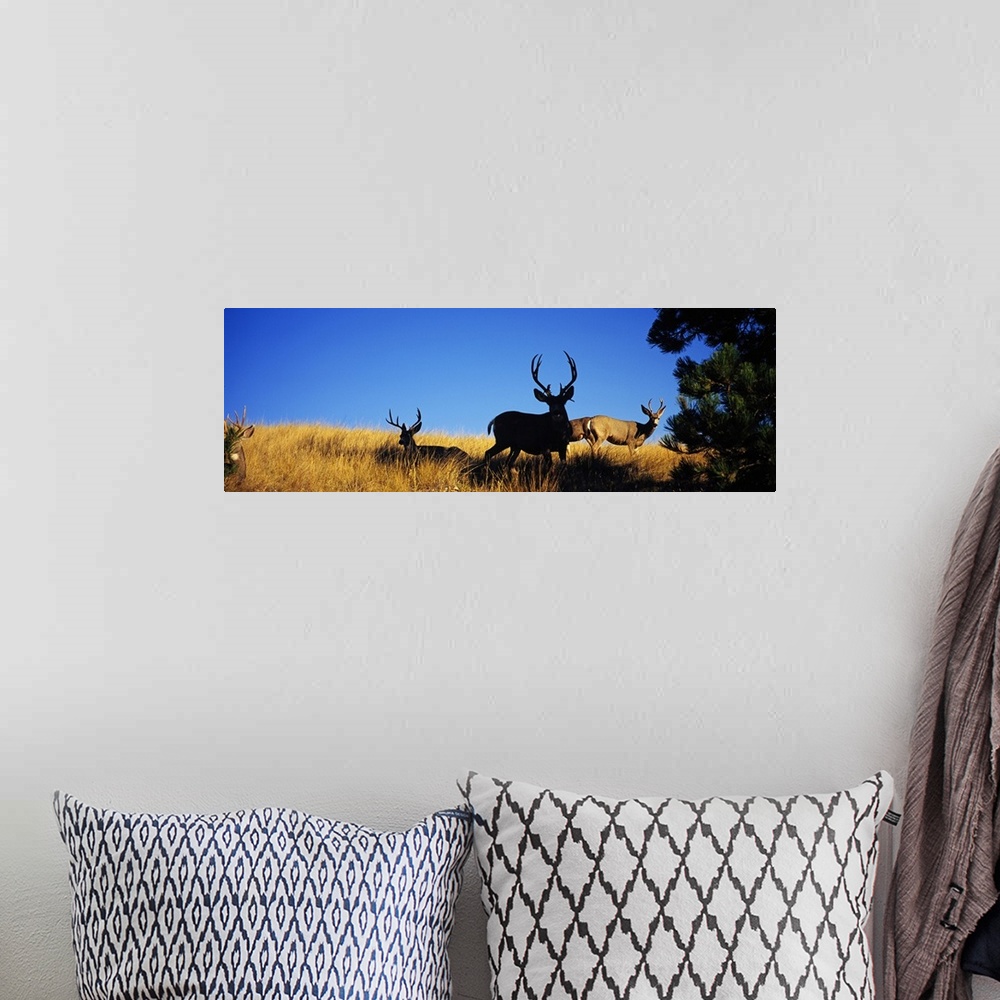A bohemian room featuring Five Mule deer in a field, Montana