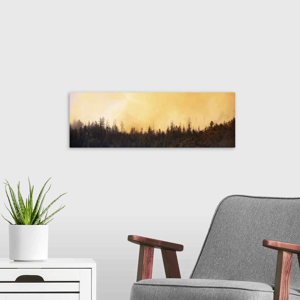 A modern room featuring Flames of forest fire, Six Rivers National Forest, California