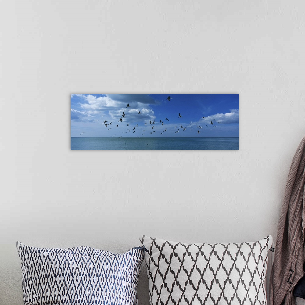 A bohemian room featuring Flock of birds flying over a sea, Gulf of Mexico, Venice, Florida