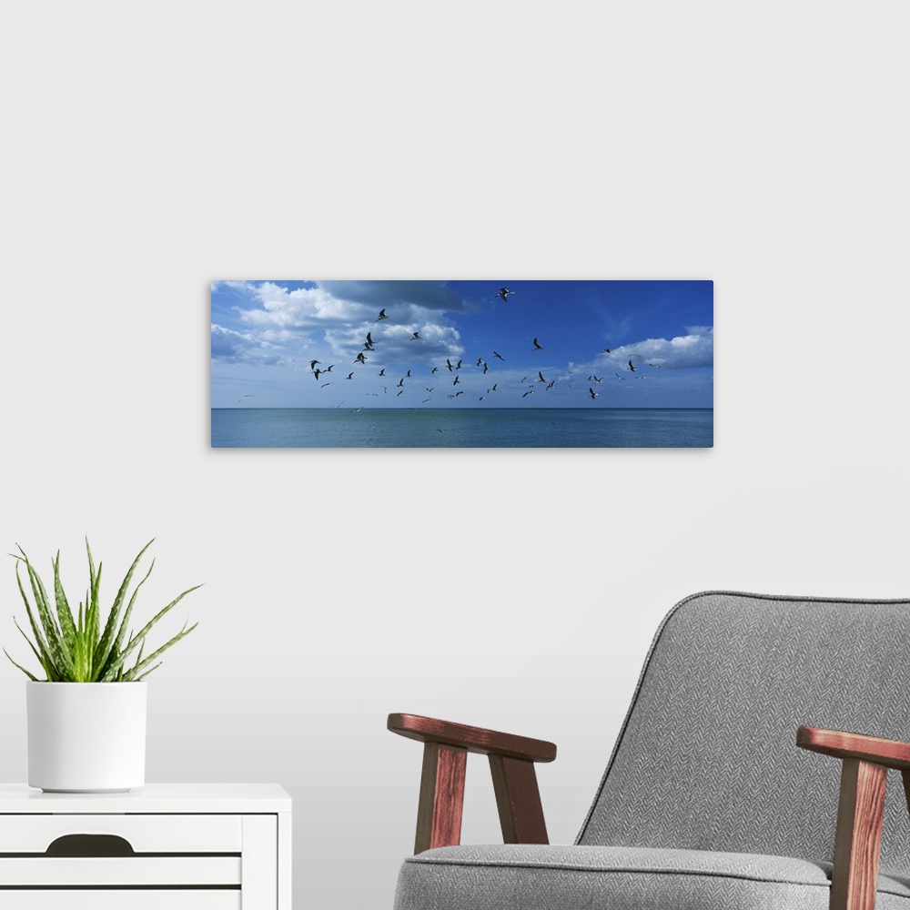 A modern room featuring Flock of birds flying over a sea, Gulf of Mexico, Venice, Florida
