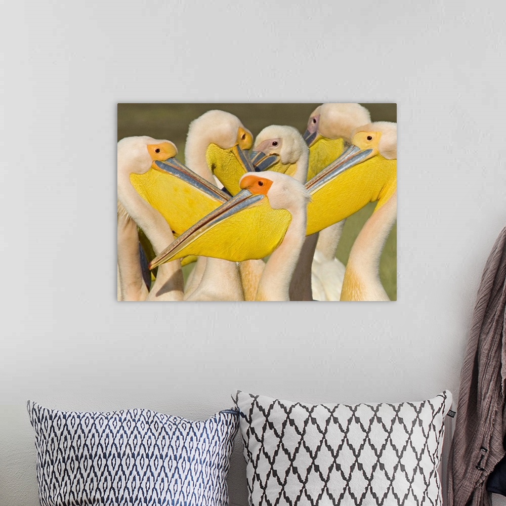 A bohemian room featuring African wildlife photograph featuring several great white pelicans huddled together at Lake Nakur...