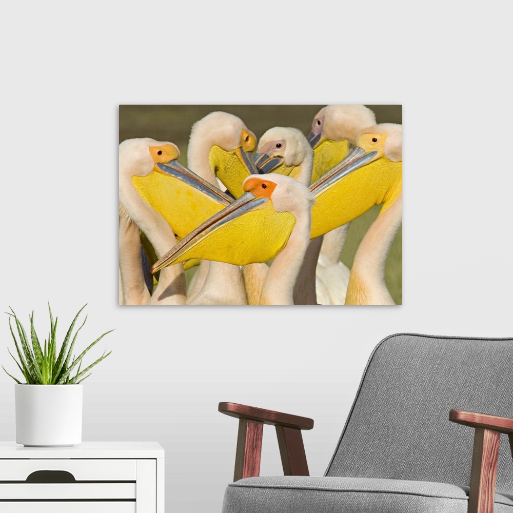 A modern room featuring African wildlife photograph featuring several great white pelicans huddled together at Lake Nakur...