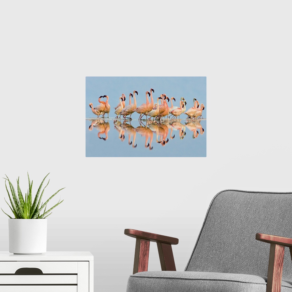 A modern room featuring Flock of Lesser Flamingos (Phoenicopterus Minor) standing in water, Lake Nakuru, Kenya