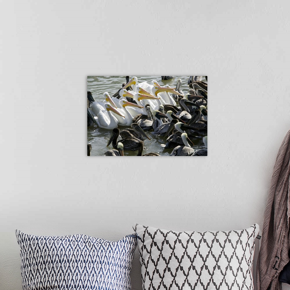 A bohemian room featuring Flock of Pelicans in water, Galveston, Texas