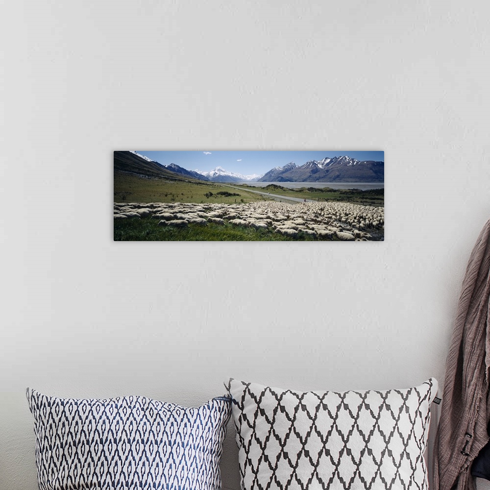 A bohemian room featuring Flock of sheep in a field, Lake Pukaki, Glentanner Station, Mt Cook, Mt Cook National Park, South...