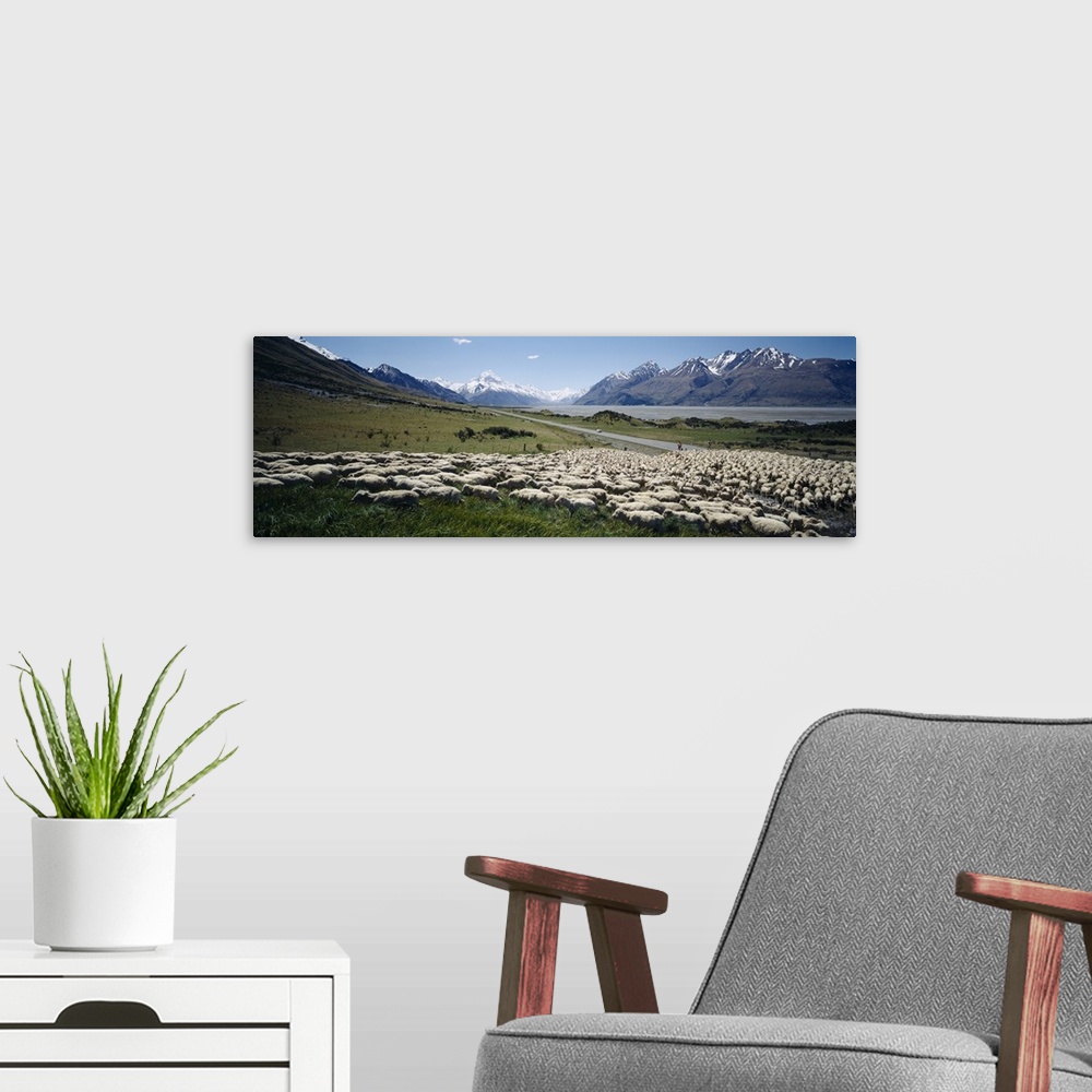 A modern room featuring Flock of sheep in a field, Lake Pukaki, Glentanner Station, Mt Cook, Mt Cook National Park, South...