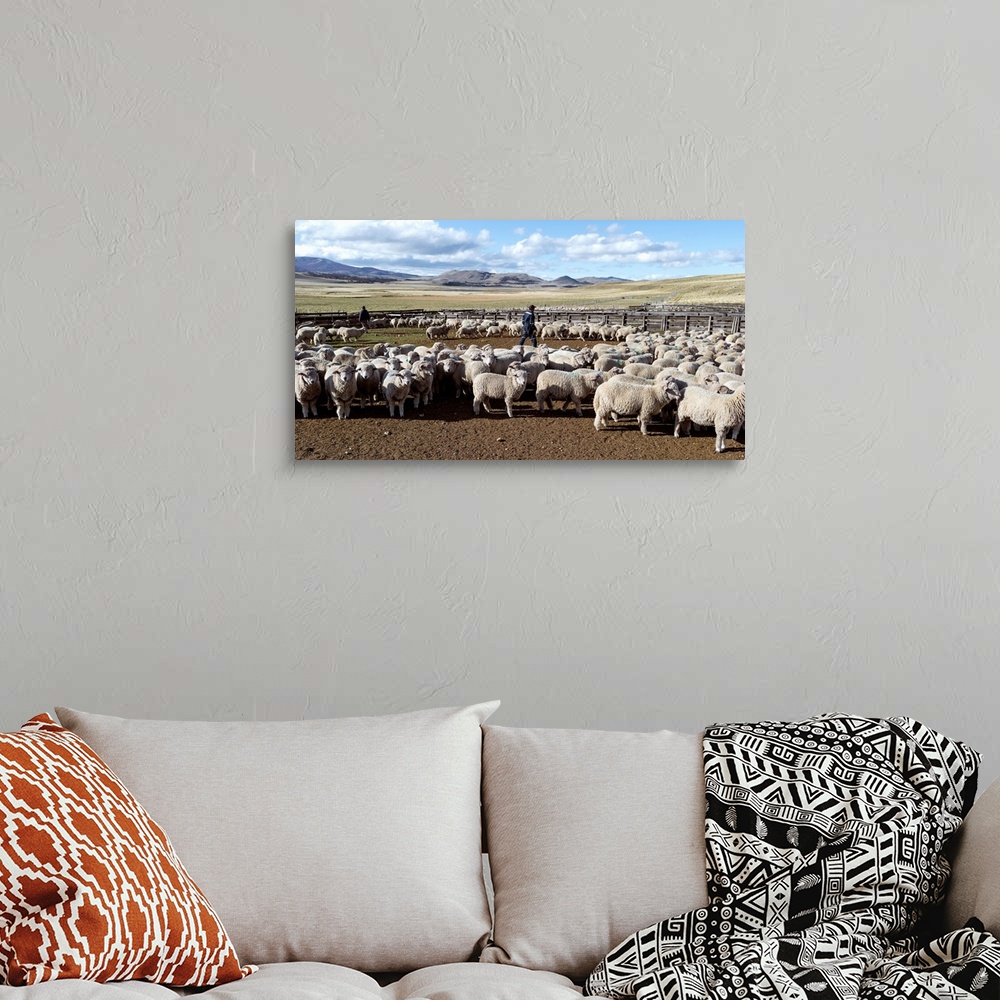 A bohemian room featuring Flock of sheep on a farm, Estancia Punta Del Monte, Aysen Region, Patagonia, Chile II