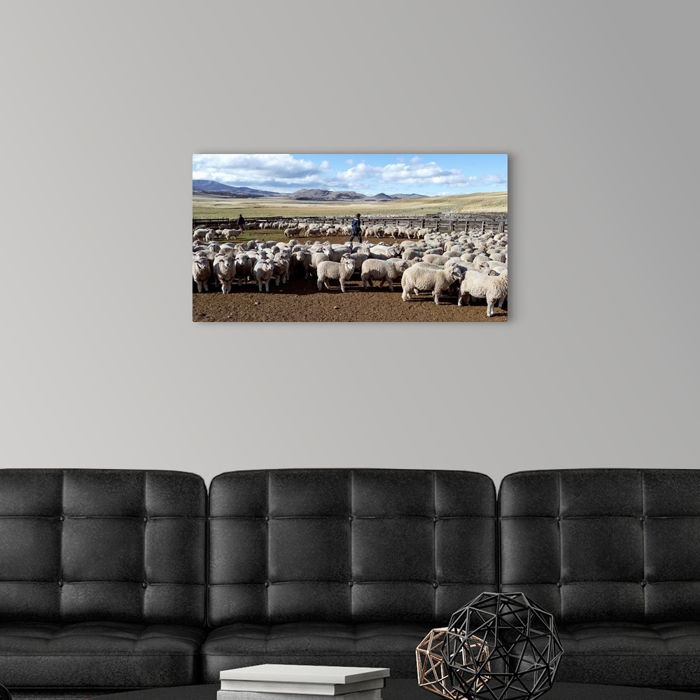 A modern room featuring Flock of sheep on a farm, Estancia Punta Del Monte, Aysen Region, Patagonia, Chile II